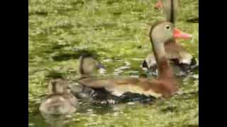 RedBilled BlackBellied Whistling Duck With Baby Ducklings [upl. by Barbe973]