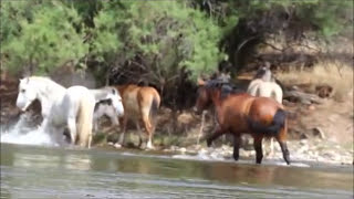 Wild Stallion Mare and Foal Greet other bands Salt River [upl. by Petrine704]