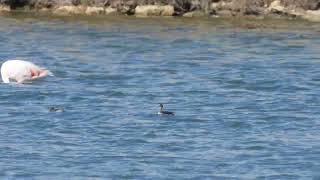 Blacknecked Grebe Svasso piccolo Podiceps nigricollis [upl. by Dolphin]