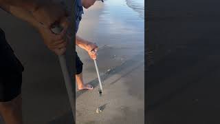 Catching mantis shrimp on shore  shrimp catchingseafood onshore [upl. by Trevorr]