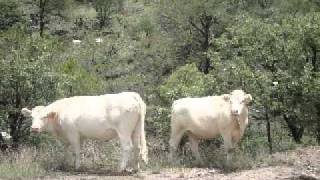 Pajarillo barranqueño Los hermanos Lozano [upl. by Eltrym]