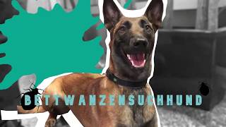 🐶Diese Hündin erschnüffelt in Rekordzeit Bettwanzen Bettwanzenspürhund Wien [upl. by Dumm]