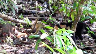 Raccoons vs Monkeys at Manuel Antonio [upl. by Irmina255]