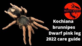 DWARF PINK LEGGED TARANTULA•Kochiana brunnipes [upl. by Annagroeg]