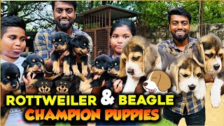 Rottweiler amp Beagle CHAMPION 🏆 PUPPIES 🐶 with Microchip amp Certificate in Chennai  DAN JR VLOGS [upl. by Giarc39]