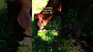 Cow eating grass slow motion 🐃 trending mrhib01 youtubeshorts cowvideos viralshorts viral [upl. by Narmis391]