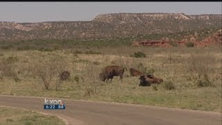 Texas protects Official Bison Herd [upl. by Aillicec]