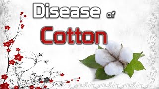 Diseases of Cotton  Anthracnose Black Arm Fusarium and Verticillium Wilt [upl. by Veronike222]