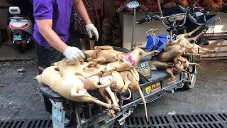 Outcry over Chinas controversial dog meat festival [upl. by Edgardo]