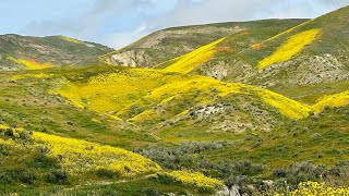 Carrizo Plain National Monument  April 8 2023 [upl. by Bresee]