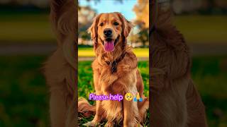 Cute golden retriever puppies  Dog videos for dogs to watch funnyshorts short dog funny help [upl. by Spearman]