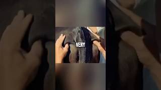 Why This Japanese Wagyu Cow Is the Luckiest Animal on Earth animals nature viralvideo shorts [upl. by Lohse]