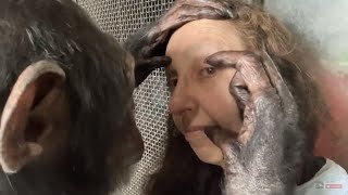 Long Chimpanzee Grooming Session [upl. by Whitman]