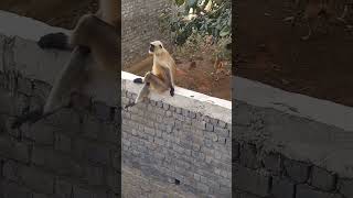 Monkey monkeycomedy shots monkeyvideos animal youtube animalsounds shorts funny shot yt [upl. by Siol]