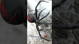 🔴¡CUIDADO CON LA VIUDA NEGRA shorts araña viudanegra [upl. by Santini]