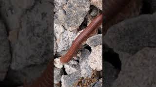 Long stemmed ants003 4 cuteanimal millipede cutemonkey milipedes insects animals cutepet [upl. by Kred]