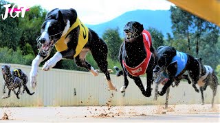 Greyhound racing  The Australian Cup [upl. by Anwahsal791]