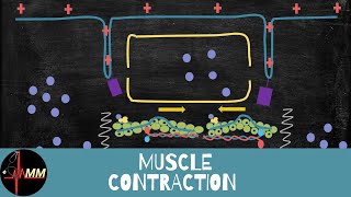 How does a Muscle Contract   Animation  Medical Lecture  Learn in 2 min  Med Madness [upl. by Eivod]