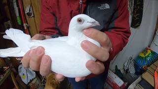 Unboxing New Pigeon  White Racing Pigeon [upl. by Neeven872]