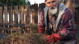 How to Harvest Joe Pye Weed with Michael Pilarski quotSkeeterquot [upl. by Campos]