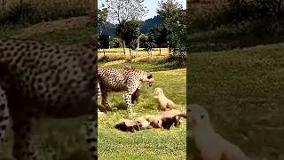 Brave Little Lion Challenges Cheetah In Epic CloseRange Battle  Wild Animal Fight Showdown [upl. by Ffej108]