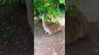 BEAUTIFUL GUANACO 🦙 LAMA  LIAMA lama liamas guanaco nature viralvideo shorts wildanimals [upl. by Yeta]