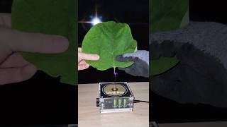 🍃 Music Tesla Coil experiment leaf shorts [upl. by Muriel]