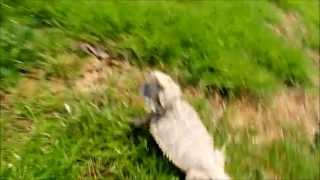 Funny Bearded Dragon running [upl. by Intosh584]