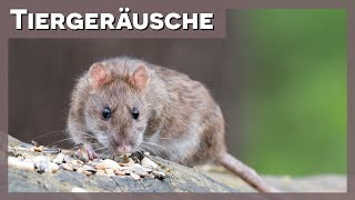 Tiergeräusche  Ratte 🐀 [upl. by Holton]