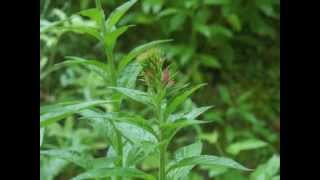 Plant portrait  Cardinal flower Lobelia cardinalis [upl. by Mcquade]