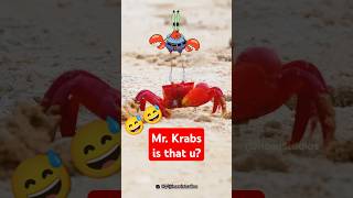 Mr Krabs in Real Life [upl. by Ynobe]