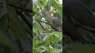 Pinknecked Green Pigeon Swallowing Cherry Whole [upl. by Cybill]