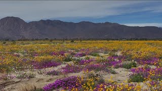 AnzaBorrego Desert State Park sees big wildflower bloom [upl. by Asnarepse]