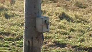 Pale Head Rosellas Nesting [upl. by Benzel]