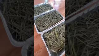 Harvesting lemongrass part3 harvest gardeningtips foodpreservation [upl. by Yoshi]