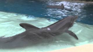 Animal ConnectionsDolphin interactions at SeaWorld San Antonio [upl. by Julita]