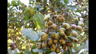 How cashew nut farming and processing cashew cultivation india [upl. by Anawik]