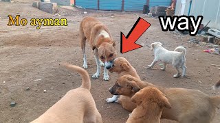 Mother father and puppies shorts puppy dog dogs tiktok2044 🐶 🐶 🐶 🐶 [upl. by Thamora]