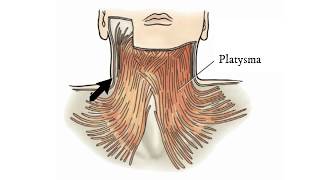 Platysma Muscle  Massage Anatomy [upl. by Lorenz]