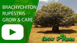 Brachychiton rupestris  grow and care [upl. by Garvin]