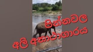 Pinnawala Elephant Orphanage Sri Lanka [upl. by Ainollopa]