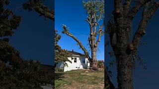 Man Saves His House from Falling Tree shortsvideo [upl. by Vickie733]