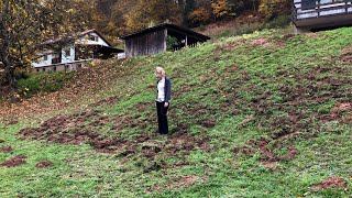 Dégâts de sangliers  le raslebol des habitants de Goetzenbruck [upl. by Ecidnac]