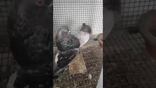 Gaditano breeding pair for sale91 98463 43913 pigeonkannur1322 pigeon tranding [upl. by Leiba]