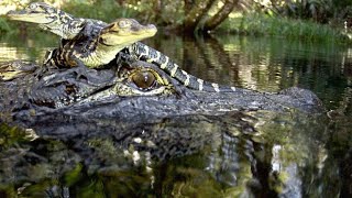 Cameras Capture the Birth of 15 Alligators [upl. by Clifton936]