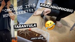 ARACHNOPHOBIC FEEDS my BIG TARANTULAS with FAT JUICY GRUBS [upl. by Teak]