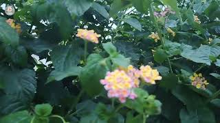 Lantana Camara Shrub Verbenas Green plants flowers amp seeds plants shrub [upl. by Thomsen]