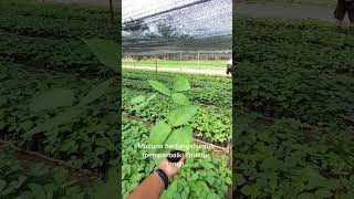 Mucuna Bracteata di Kebun Kelapa Sawit kelapasawit [upl. by Lairret]