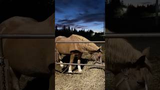 🐎shorts reels horse equine horselover funnyanimals cute [upl. by Sasnak109]