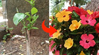 Grafting Technique To Get Multiple Colour Flowers In A Single Hibiscus Plant  Hibiscus Grafting [upl. by Winfrid446]